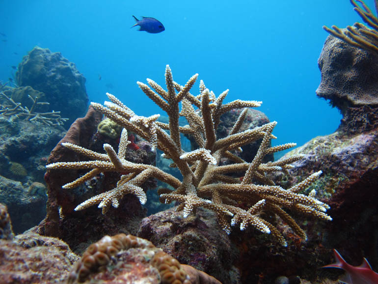 Single staghorn coral outplanted at Cane Bay 1 year  later
