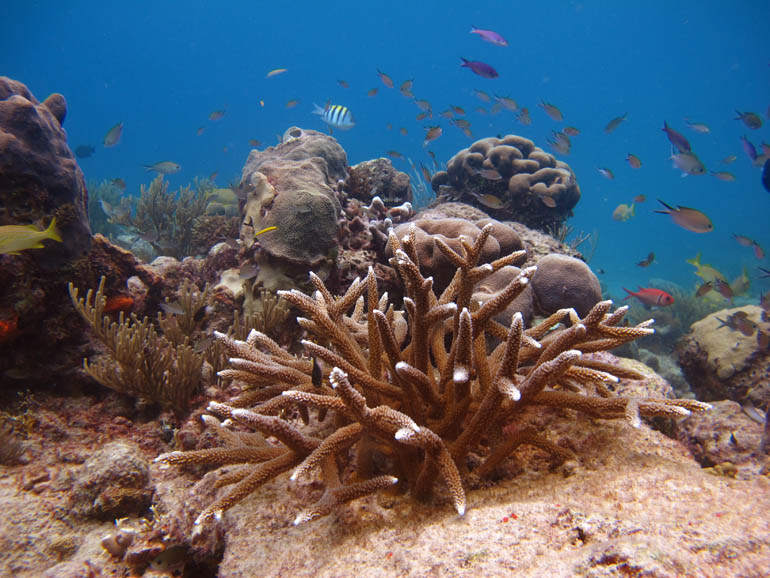 Staghorn Coral Cluster Outplanted at Cane Bay, St. Croix  One Year Later