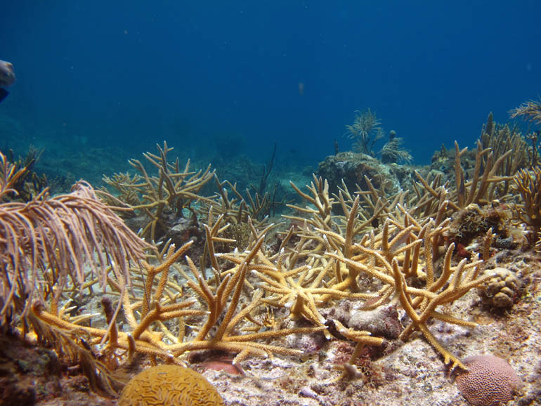 Staghorn coral thicket outplanted at Great St. James on  St. Thomas USVI