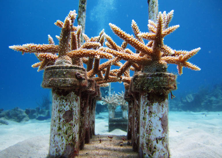 Staghorn corals growing on block nursery structure at Cane  Bay, St. Croix