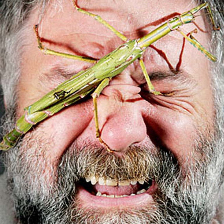 insect