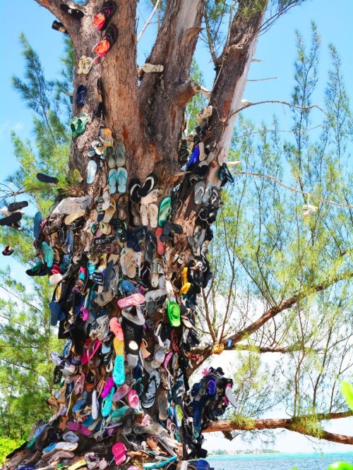 shoe tree